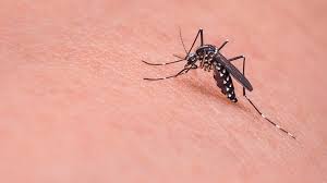 Случаи заболевания лихорадкой денге выявили в Новосибирске